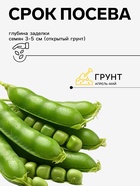 Семена Горох овощной «Детский» сахарный, раннеспелый, низкорослый, 10 г, «Евро-семена» - Фото 2