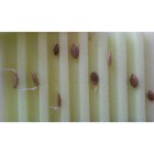 Матрасик для проращивания семян, малый, 10 × 12 × 3 см, «Лабиринт», МИКС - Фото 3