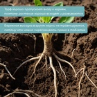 Таблетки торфяные, для рассады, d=3.6 см, с оболочкой, набор 10 шт. - Фото 4