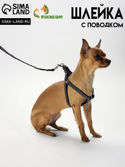 Комплект амуниции "Горошек", ширина 1 см, шлейка 27-42 см, поводок 120 см, чёрный