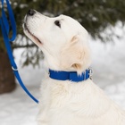 Ошейник клепаный, 48,5 х 3 см, ОШ 31-40 см, полиэстер, синий - Фото 6