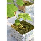 Субстрат «Эковер» минераловатный куб для рассады растений, отверстие 20 × 15 мм, 10 × 10 × 6.5 см - Фото 6