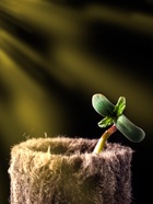 Пробка минераловатная, для рассады, d=22 мм, h=28 мм, «Эковер» - Фото 5