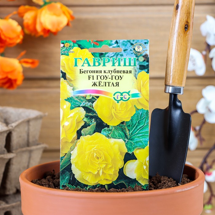 Семена комнатных цветов Бегония "Гоу-гоу", ц/п, желтая, F1, 4 шт. - Фото 1