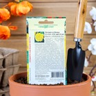 Семена комнатных цветов Бегония "Гоу-гоу", ц/п, желтая, F1, 4 шт. - Фото 2