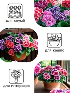 Семена комнатных цветов Глоксиния Аванти "Смесь", ц/п, F1, 4 шт. - Фото 3