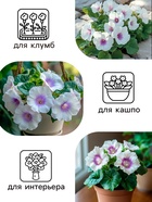 Семена комнатных цветов Глоксиния Аванти «Светло-фиолетовая», F1, «Гавриш», 4 шт. - Фото 1