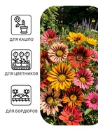 Семена цветов Гацания гибридная «Триада», крупноцветковая, низкорослая, 0.05 г, «Гавриш» - Фото 3