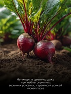 Семена Свекла «Цилиндра», 2 г, «Гавриш» - Фото 4