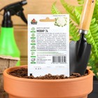 Семена Капуста цветная "Мовир 74", ц/п, 0,1 г  серия ХИТ х3 - Фото 2