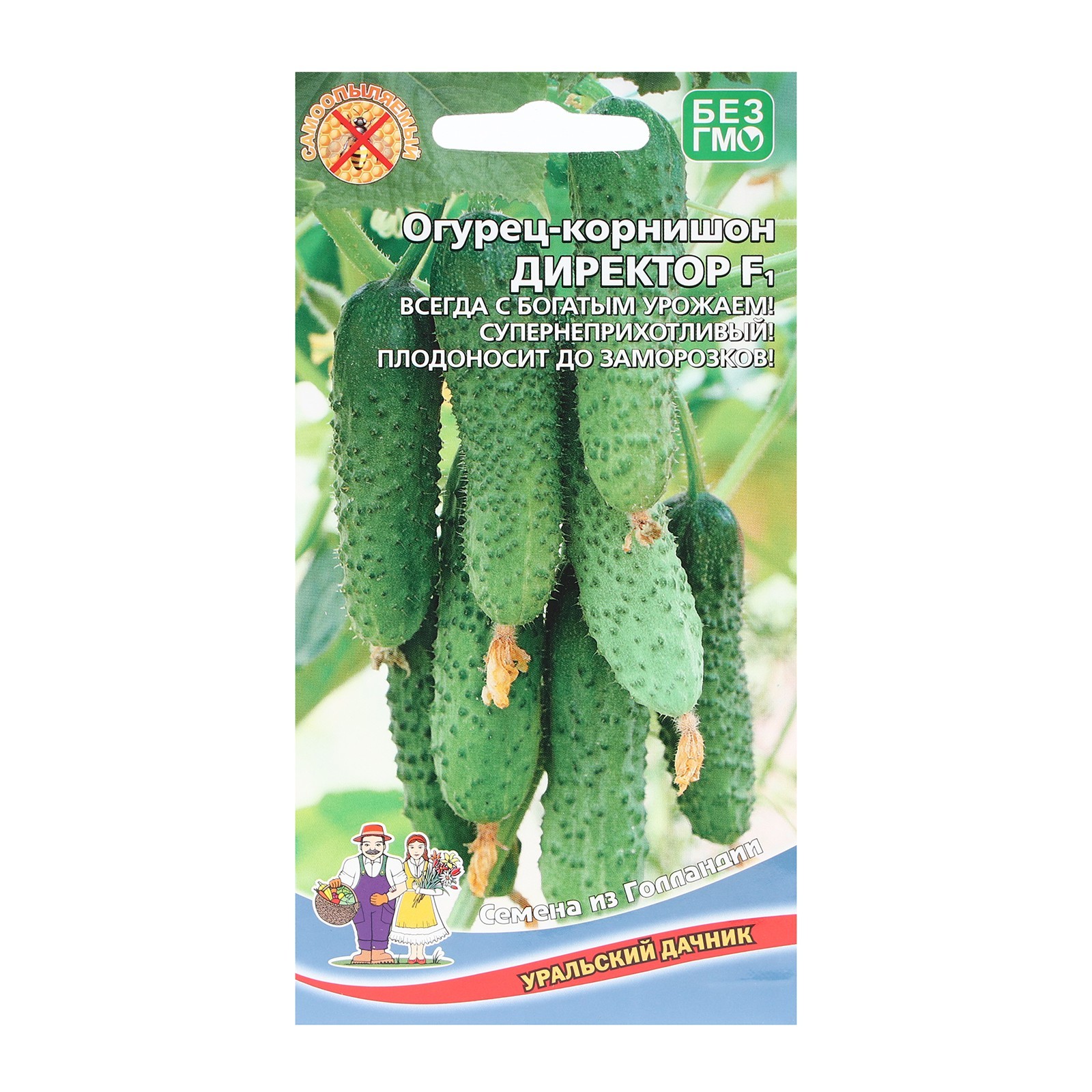 Огурец директор f1 фото Огурец директор f1 фото