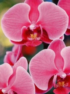 Ланч - бокс квадратный «Орхидеи», 700 мл - Фото 6