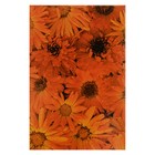 Блокнот А5, 70 листов на клею "Оранжевые цветы", твердая обложка, глянцевая ламинация - Фото 1