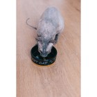 Миска «Черный кот», 300 мл, 12.5×12.5×4.5 см, керамика, черная, жёлтая - Фото 8