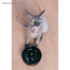 Миска «Черный кот», 300 мл, 12.5×12.5×4.5 см, керамика, черная, жёлтая - Фото 9