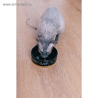 Миска «Черный кот», 300 мл, 12.5×12.5×4.5 см, керамика, черная, жёлтая - Фото 11