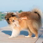 Игрушка резиновая "Кость" (14 см) с ручкой из каната для собак, до 37 см, микс цветов - Фото 7