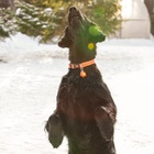 Маячок Сфера 3 режима свечения оранжевый - Фото 12