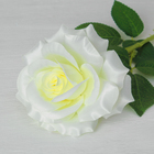 Цветы искусственные "Роза Эмират" 10*55 см, белая - Фото 2