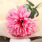 Цветы искусственные «Астра сфера», 12×60 см, розовые - Фото 2