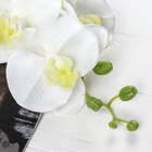 Цветы искусственные "Орхидея Изящная" 10х100 см, белый - Фото 2