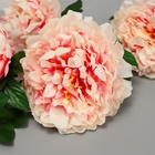 Цветы искусственные "Пион кустовой" 5 бутонов 15*110 см, кремовый - фото 809149490