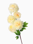 Цветы искусственные "Пион кустовой" 5 бутонов 15*110 см, кремовый - фото 809149491