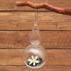 Флорариум «Лампа», d=5.5 см, 10×18 см, с верёвкой