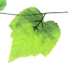 лиана лист винограда 2,2 м цена за 1шт(фасовка 12шт) - Фото 2