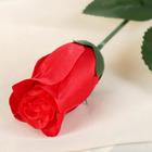 Цветы искусственные «Роза простая» 50 см, красный - Фото 2
