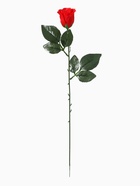 Цветы искусственные «Роза простая», h=50 см, красные - Фото 4
