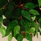 Дерево искусственное «Мелколист», h=150 см - фото 59294026