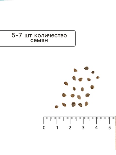 Семена Томат «Жёлтая Ракета» раннеспелый, индетерминантный, высокорослый, 0.05 г, «Семена Алтая»