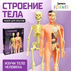 Набор для опытов «Строение тела», анатомия человека - Фото 1