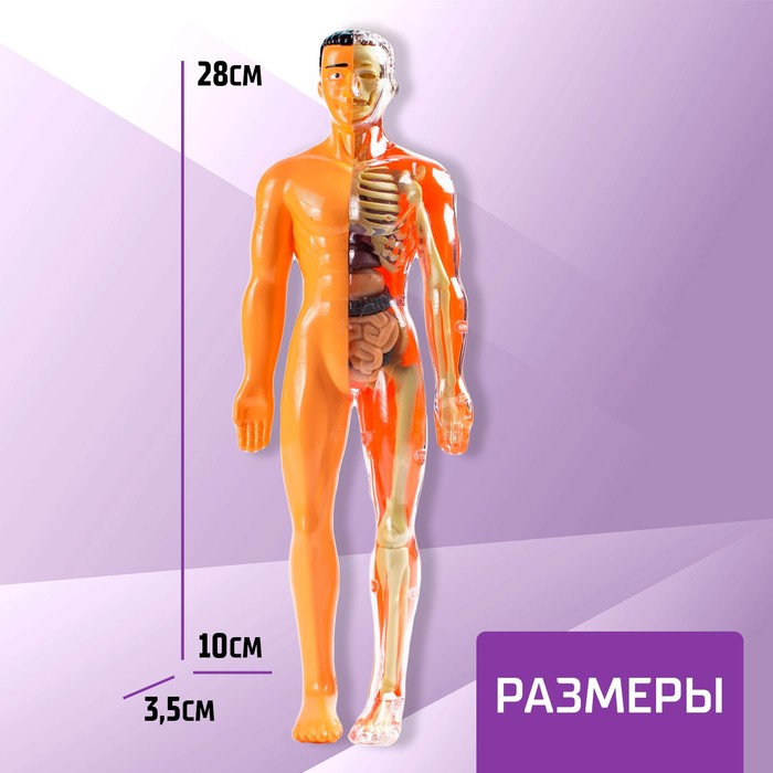 Набор для опытов «Строение тела», анатомия человека - фото 1908353677