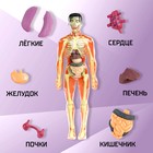 Набор для опытов «Строение тела», анатомия человека - фото 4585602