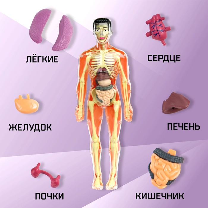 Набор для опытов «Строение тела», анатомия человека - фото 1908353678
