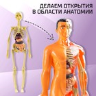 Набор для опытов «Строение тела», анатомия человека - фото 4585603
