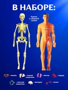 Набор для опытов «Строение тела», анатомия человека - Фото 4