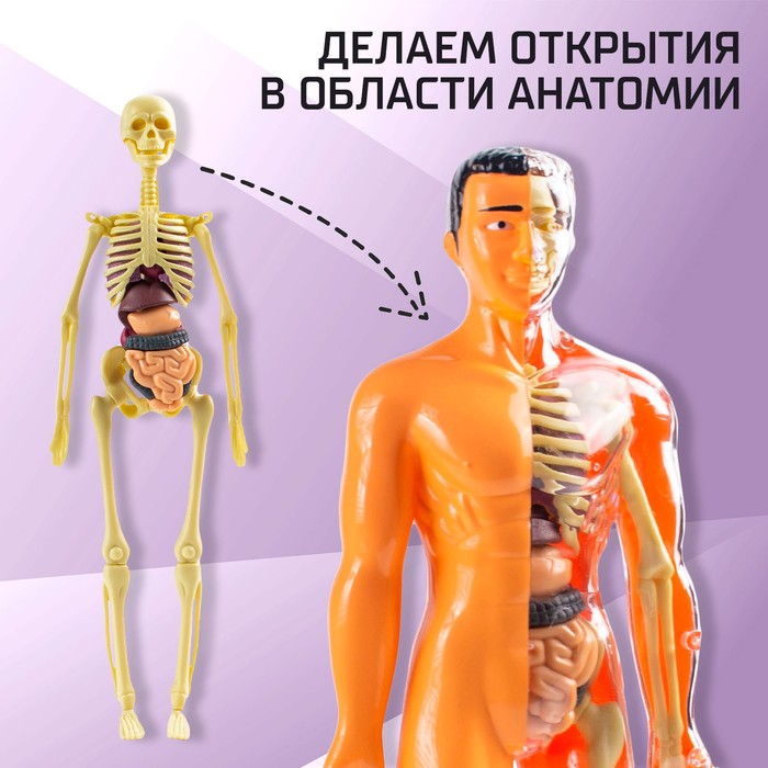 Набор для опытов «Строение тела», анатомия человека - фото 1908353679