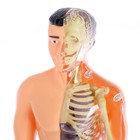 Набор для опытов «Строение тела», анатомия человека - фото 4585605