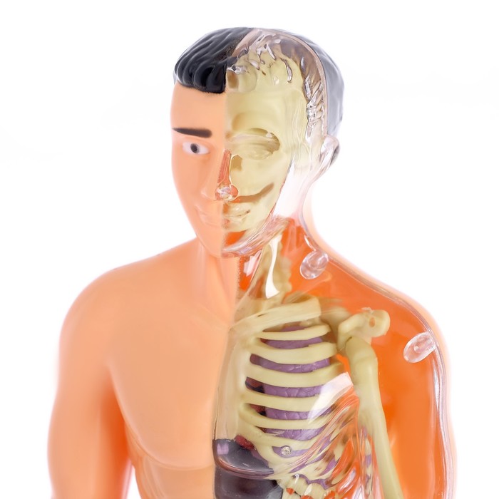 Набор для опытов «Строение тела», анатомия человека - фото 1908353681
