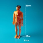 Набор для опытов «Строение тела», анатомия человека - фото 4585607