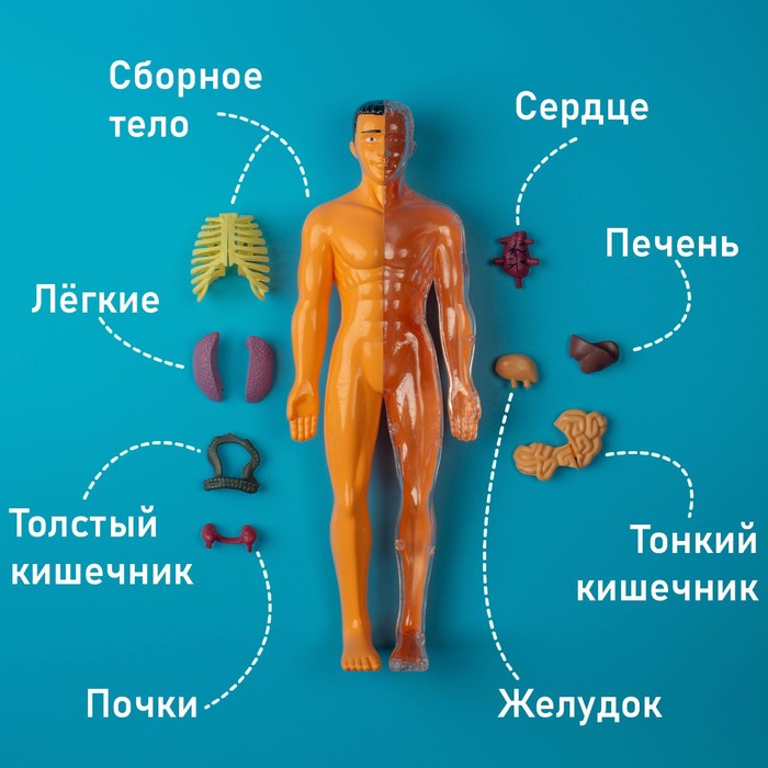 Набор для опытов «Строение тела», анатомия человека - фото 1908353684