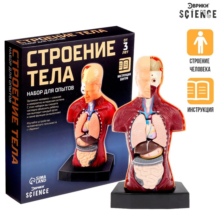 Строение тела