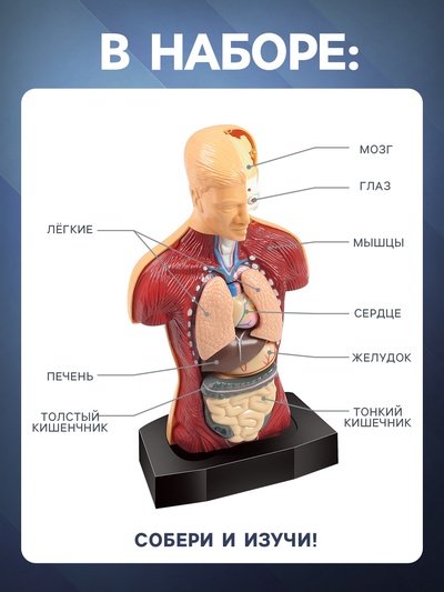 Научный опыт «Строение тела»