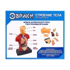 Научный опыт «Строение тела» - Фото 12