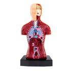 Научный опыт «Строение тела» - Фото 5