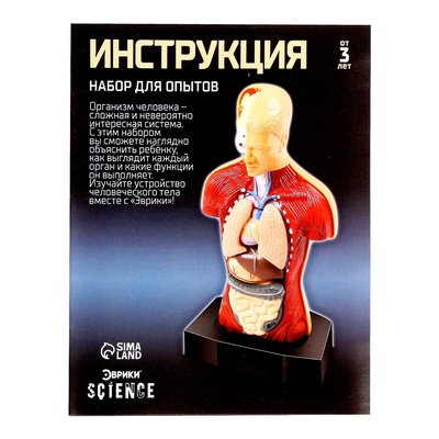 Научный опыт «Строение тела»