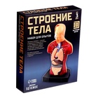 Научный опыт «Строение тела» - Фото 10